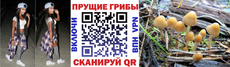 Галлюциногенные грибы Magic Shrooms  Купить где  Пыть-Ях 
